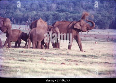 Der indische Elefant ist eine von vier bekannten Subarten des asiatischen Elefanten und auf dem asiatischen Festland heimisch. Seit 1986 ist der asiatische Elefant auf der Roten Liste der IUCN als vom Aussterben bedroht aufgeführt, da die Wildpopulation seit den 1930er bis 1940er, d. h. seit drei Elefantengenerationen, um mindestens 50 % zurückgegangen ist. Der asiatische Elefant (Elephas maximus), auch bekannt als der asiatische Elefant, ist die einzige lebende Art der Gattung Elephas. Indische Elefanten sind unglaublich intelligent und ausdrucksstark. Sie sind etwa 6,6 bis 11,5 Meter groß und wiegen etwa 6000 bis 11.000 Pfund. Stockfoto