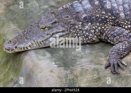 Krokodil ruht auf einem Felsen. Nahaufnahme des Reptilienkopfes Stockfoto