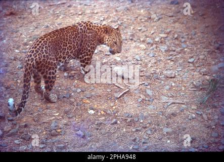 Der indische Leopard (Panthera pardus fusca) ist eine auf dem indischen Subkontinent weit verbreitete Leopardensubart. Die Art Panthera pardus ist auf der Roten Liste der IUCN als gefährdet aufgeführt, da die Populationen zurückgegangen sind. In Indien findet sich der Leopard in allen Arten von Wäldern, von tropischen Regenwäldern bis hin zu gemäßigten Laub- und alpinen Nadelwäldern. Stockfoto