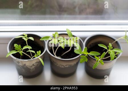 Gemüse auf der Fensterbank im Haus anbauen, junge Tomaten in Plastikbechern am Fenster. Gesunde Setzlinge, Hobbygärten Stockfoto
