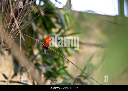 Roter Fuchsvogel auf dem Ast im Wald. Vögel im natürlichen Madagaskar-Wald Stockfoto