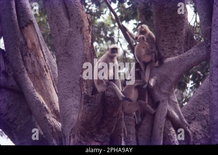 Unter allen anderen Makaken in Indien ist der Rhesusaffe (Macaca mulatta) der häufigste Affe und spielte eine wichtige Rolle in den kulturellen und traditionellen Aspekten des Landes. Stockfoto