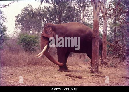 Der indische Elefant ist eine von vier bekannten Subarten des asiatischen Elefanten und auf dem asiatischen Festland heimisch. Seit 1986 ist der asiatische Elefant auf der Roten Liste der IUCN als vom Aussterben bedroht aufgeführt, da die Wildpopulation seit den 1930er bis 1940er, d. h. seit drei Elefantengenerationen, um mindestens 50 % zurückgegangen ist. Der asiatische Elefant (Elephas maximus), auch bekannt als der asiatische Elefant, ist die einzige lebende Art der Gattung Elephas. Indische Elefanten sind unglaublich intelligent und ausdrucksstark. Sie sind etwa 6,6 bis 11,5 Meter groß und wiegen etwa 6000 bis 11.000 Pfund. Stockfoto