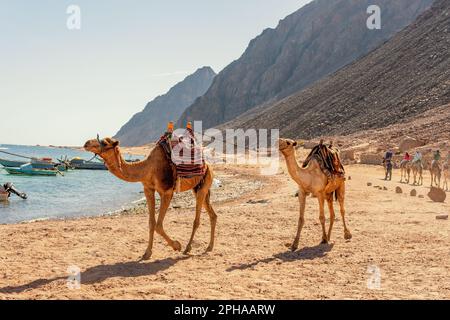 Kamelkarawane für Touristen. Eine Kamelback-Beduinen-Safari in Dahab. Ägypten. Stockfoto