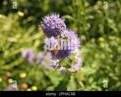 Nahaufnahme einer Hummel hoch oben auf einer Phacelia in einem üppigen Garten Stockfoto