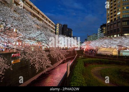 Tokio. 27. März 2023. Dieses Foto wurde am 27. März 2023 aufgenommen und zeigt Kirschblüten entlang des Meguro River in Tokio, Japan. Kredit: Zhang Xiaoyu/Xinhua/Alamy Live News Stockfoto