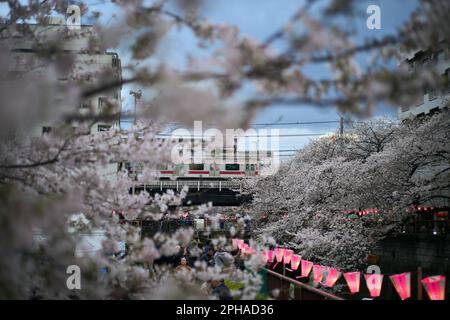 Tokio. 27. März 2023. Dieses Foto wurde am 27. März 2023 aufgenommen und zeigt Kirschblüten entlang des Meguro River in Tokio, Japan. Kredit: Zhang Xiaoyu/Xinhua/Alamy Live News Stockfoto