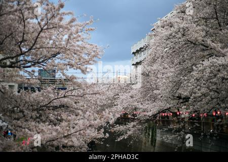 Tokio. 27. März 2023. Dieses Foto wurde am 27. März 2023 aufgenommen und zeigt Kirschblüten entlang des Meguro River in Tokio, Japan. Kredit: Zhang Xiaoyu/Xinhua/Alamy Live News Stockfoto