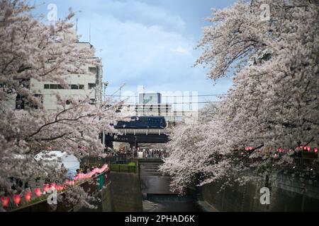 Tokio. 27. März 2023. Dieses Foto wurde am 27. März 2023 aufgenommen und zeigt Kirschblüten entlang des Meguro River in Tokio, Japan. Kredit: Zhang Xiaoyu/Xinhua/Alamy Live News Stockfoto