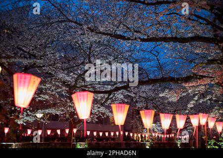 Tokio. 27. März 2023. Dieses Foto wurde am 27. März 2023 aufgenommen und zeigt Kirschblüten entlang des Meguro River in Tokio, Japan. Kredit: Zhang Xiaoyu/Xinhua/Alamy Live News Stockfoto