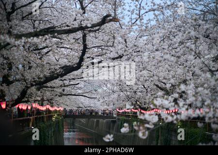 Tokio. 27. März 2023. Dieses Foto wurde am 27. März 2023 aufgenommen und zeigt Kirschblüten entlang des Meguro River in Tokio, Japan. Kredit: Zhang Xiaoyu/Xinhua/Alamy Live News Stockfoto