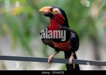 Eine Nahaufnahme eines Vogels namens Barbet, hoch oben auf einem Geländer Stockfoto