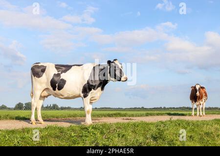 2 Kühe Milch Rinder schwarz-weiß, stehen auf einem Pfad, Holstein Rinder, blauer Himmel und Horizont über Land in den Niederlanden Stockfoto