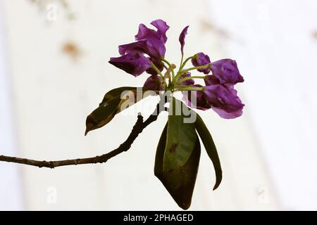 Silhouette einer lila violett verwelkt Azaleen Blume auf einem dünnen Stamm mit langen Blättern. Eine Pflanze in einem Gegenstück auf weißem Hintergrund. Eleganter exotischer TRO Stockfoto