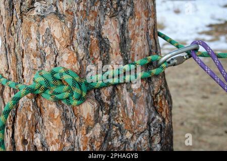 Lila und grüne Seile, mit Stahlkarabiner um den Baum gebunden. Bergsteigen, Felsklettern, Training und Bildung. Stockfoto