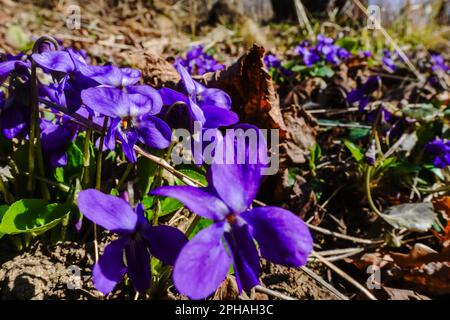 Frische, gut riechende Blüten in der Sonne in einem Wald mit Blick auf die Frühlingsdetails Stockfoto