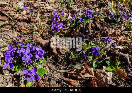 Frische, gut riechende Blüten Flieder in der Sonne in einem Wald im Frühling Stockfoto