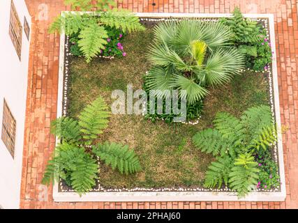 Ein kleiner quadratischer Farngarten in der Algarve von Portugal, von oben gesehen. Stockfoto