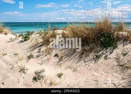 Elafonissi, im Südwesten von Kreta, ist berühmt für seinen rosa Sand und das niedrige türkisfarbene Wasser, wahrscheinlich der beste Strand auf ganz Kreta Stockfoto