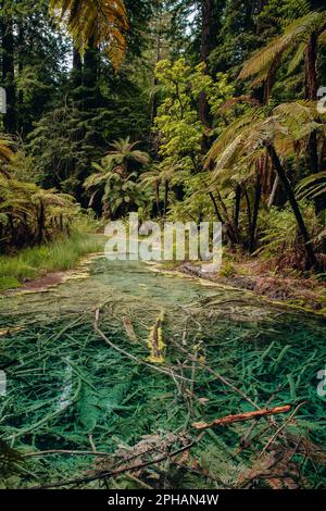 Smaragdgrüner Thermalteich im Redwoods Whakarewarewa Forest, ein Wald aus eingebürgertem Küstenmammut am Stadtrand von Rotorua, Neuseeland Stockfoto