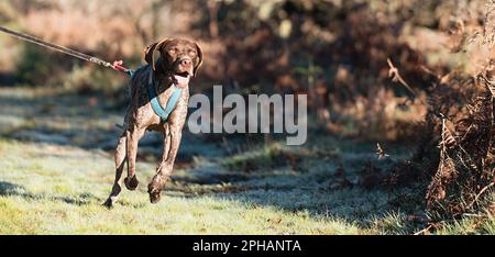 Canicross, Fahrradfahren. Deutsches Kurzhund-Hundeschlittenrennen, schneller Schlittenhundtransport mit Hundeschlittenmaschine, Herbstwettbewerb im Wald Stockfoto