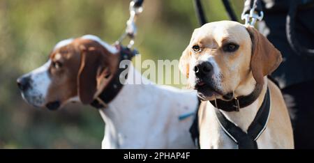 Canicross, Fahrradjoring. Zwei Hunde labrador Retriever-Rennen, schneller Schlittenhund-Transport mit Hundemotter, Herbstwettbewerb im Wald, Schlittenhund Stockfoto