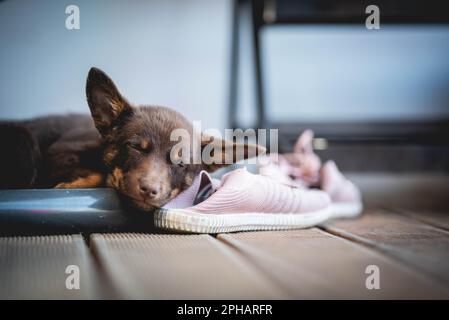 Ein dunkelbrauner australischer Welpe ist müde und schläft auf einer Holzterrasse neben einem rosa Sneaker, ein sehr niedlicher Welpe als neues Mitglied der Familie Stockfoto