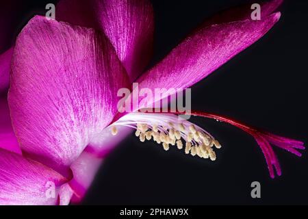 Weihnachtskaktus Schlumbergera, Weihnachtskaktus Schlumbergera Stockfoto