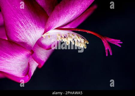 Weihnachtskaktus Schlumbergera, Weihnachtskaktus Schlumbergera Stockfoto