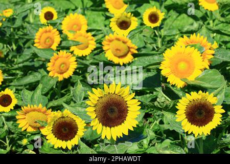 Wunderschöne blühende bunte Sonnenblumen, Nahaufnahme von gelben Sonnenblumen, die an einem sonnigen Tag im Garten blühen Stockfoto