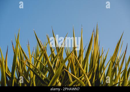 Stachel-Yucca-Pflanze vor blauem Himmel Stockfoto