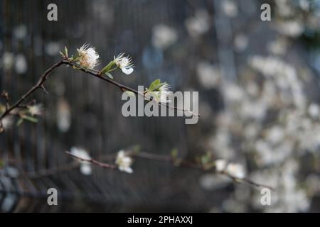 Weiße Blüten kommen durch den Metallzaun Stockfoto