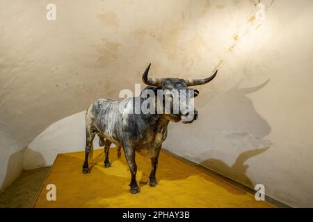 Sevilla, Spanien, 4. März 2023: Galerie der Plaza de Toros de la Real Maestranza de Caballeria de Sevilla, die berühmte Stierkampfarena der Stadt. Stockfoto