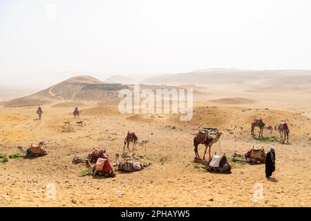 Kamele ruhen in der Wüste an den Pyramiden von Gizeh in Ägypten Stockfoto