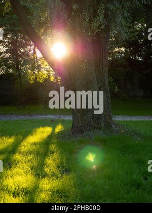 Die untergehende Sonne scheint durch die Äste und Blätter eines Baumes und wirft am Abend in einem Park Sonnenbalken über das grüne Gras. Stockfoto