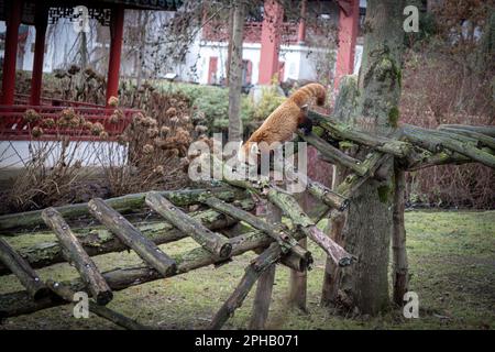 Roter Panda (Ailurus fulgens, kleiner Panda) zu Fuß Stockfoto