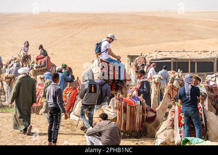 Kamele, die sich in den Pyramiden des Komplexes von Gizeh in Ägypten ausruhen Stockfoto