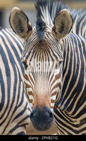 Frontale Nahaufnahme eines Hartmannschen Bergzebras (Equus zebra hartmannae) Stockfoto