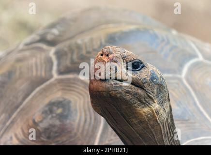 Nahaufnahme einer Galapagos-Riesenschildkröte (Chelonoidis niger) Stockfoto