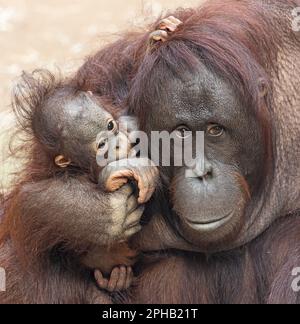 Nahaufnahme einer Orang-Utan-Mutter kümmert sich um ihr Kind Stockfoto