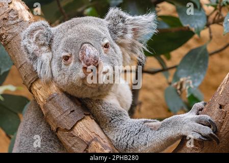 Frontalansicht eines Koalas (Phascolarctos cinereus) Stockfoto