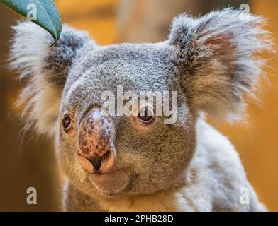Nahaufnahme eines Koalas (Phascolarctos cinereus) Stockfoto