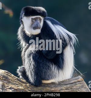 Nahaufnahme einer Guereza (Colobus Guereza) Stockfoto