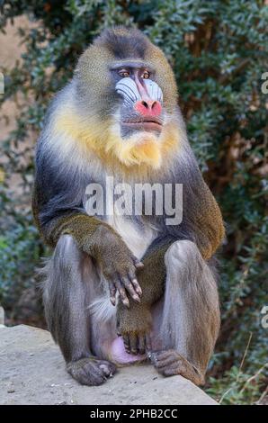 Porträtansicht eines männlichen Mandrills (Mandrillus sphinx) Stockfoto