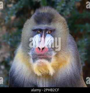 Frontale Nahaufnahme eines männlichen Mandrills (Mandrillus sphinx) Stockfoto