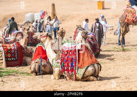 Kamele, die sich in den Pyramiden des Komplexes von Gizeh in Ägypten ausruhen Stockfoto