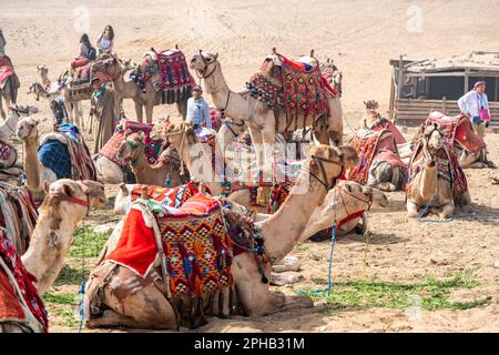 Kamele, die sich in den Pyramiden des Komplexes von Gizeh in Ägypten ausruhen Stockfoto