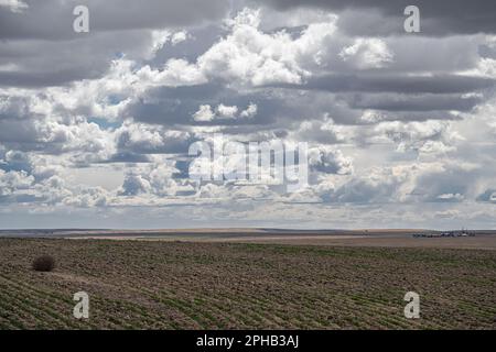 Landwirtschaftliches Inland Pacific Northwest Aid Country im Frühling, WA Stockfoto