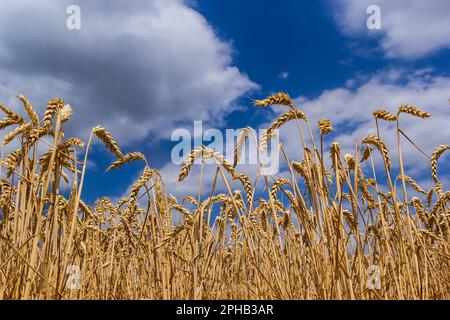 Feldweizen in der Ernte bei bewölktem Himmel. Stockfoto