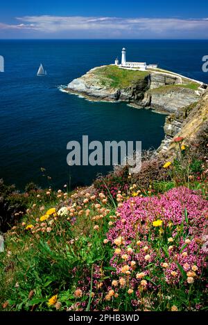 GB - NORDWALES: South Stack Lighthouse auf der Holy Island of Anglesey Stockfoto
